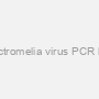 Ectromelia virus PCR kit